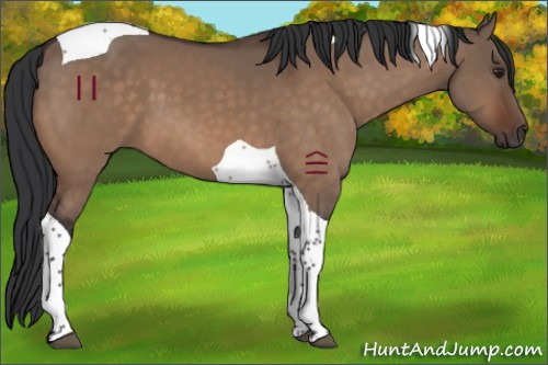 Horse Color:Brown Dun Tobiano