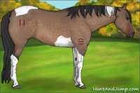 Horse Color:Brown Dun Tobiano 