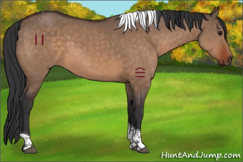 Horse Color:Bay Dun Tobiano