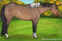 Horse Color:Bay Dun Tobiano 