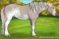 Horse Color:White Spotted Silver Grullo Roan 