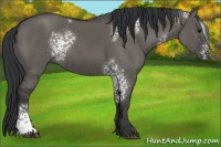 Horse Color:White Spotted Grullo 
