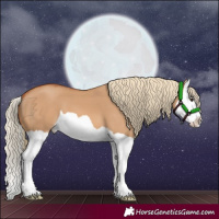 Horse Color:Red Dun Splash 