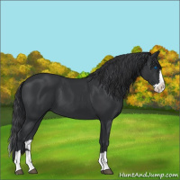 Horse Color:Black Splash