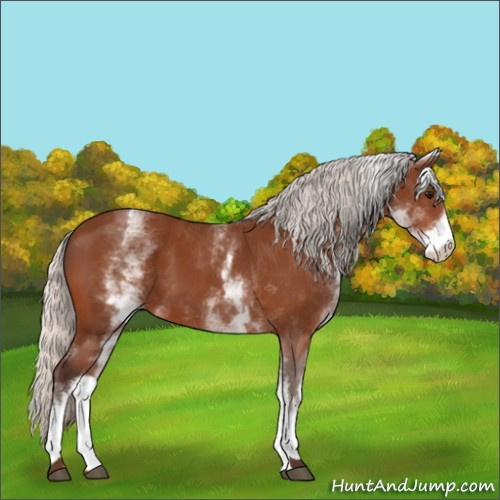 Horse Color:White Spotted Silver Bay 