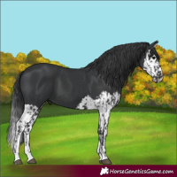 Horse Color:Black and Black Splash