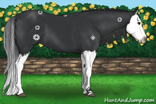Horse Color:Black Splash