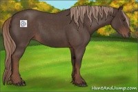 Horse Color:Liver Red Roan Rabicano 