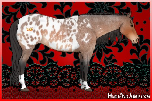 Horse Color:Bay Roan Tobiano Appaloosa 