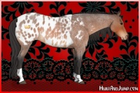 Horse Color:Bay Roan Tobiano Appaloosa