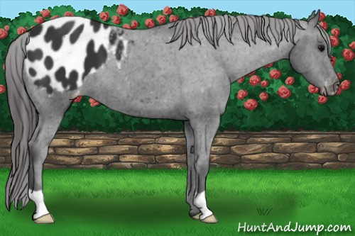 Horse Color:Black Appaloosa 