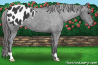 Horse Color:Black Appaloosa