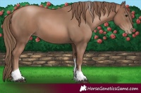 Horse Color:Black Pearl Tobiano 