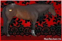 Horse Color:Buckskin Tobiano Rabicano 