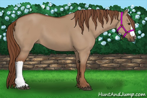 Horse Color:Red Dun