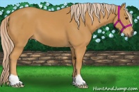 Horse Color:Palomino 