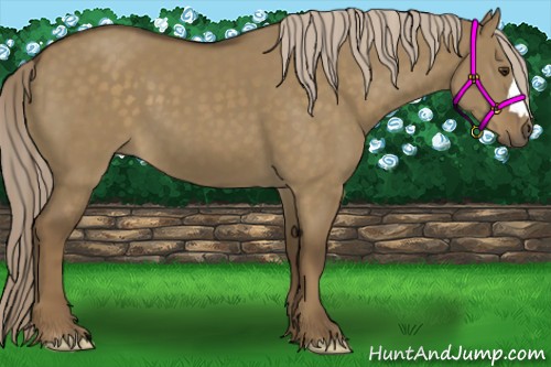 Horse Color:Chocolate Palomino Dun 
