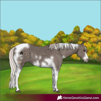 Horse Color:White Spotted Silver Black Tobiano Frame 