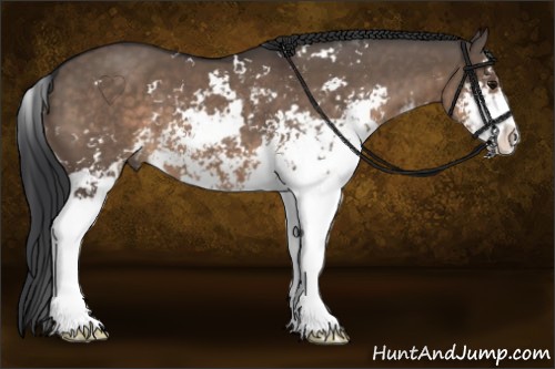 Horse Color:Brown Dun Sabino