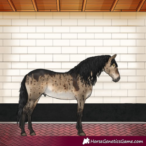 Horse Color:Gray Brown Dun Brindle
