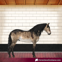 Horse Color:Gray Brown Dun Brindle 