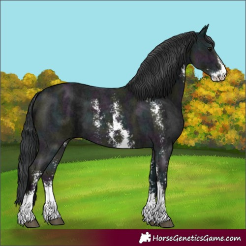 Horse Color:Midnight Black Sabino 