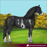 Horse Color:Midnight Black Sabino