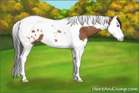 Horse Color:Bay Splash Tobiano Appaloosa 