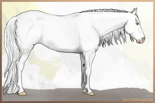 Horse Color:Silver Smoky Creme Roan Dun Splash 