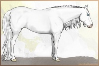 Horse Color:Silver Smoky Creme Roan Dun Splash 