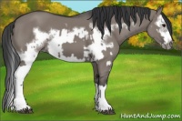 Horse Color:Grullo Sabino Splash  and Grullo Sabino Splash Frame 
