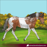Horse Color:Bay Tobiano 