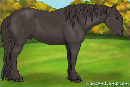 Horse Color:Smoky Black