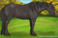 Horse Color:Smoky Black 