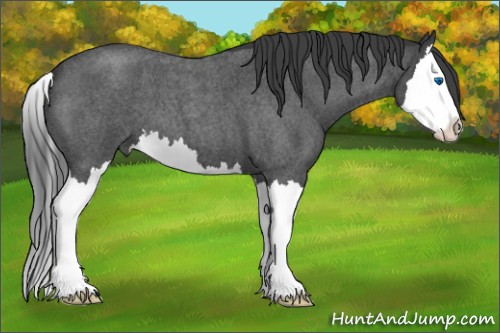 Horse Color:Blue Roan Splash 