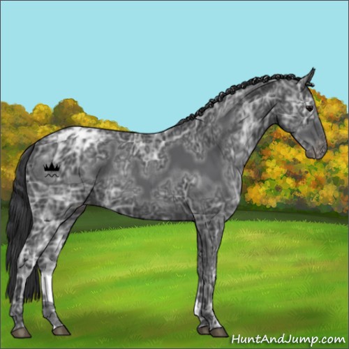 Horse Color:Black Ice Varnish Rabicano