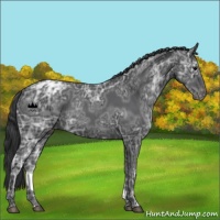 Horse Color:Black Ice Varnish Rabicano 