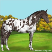 Horse Color:White Spotted Liver Chestnut Appaloosa 