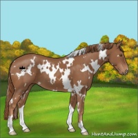 Horse Color:White Spotted Chestnut 