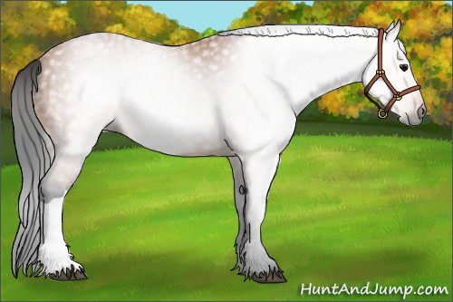 Horse Color:Gray Bay