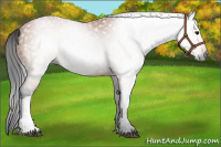 Horse Color:Gray Bay 