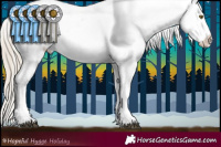 Horse Color:Chocolate Palomino Tobiano Appaloosa