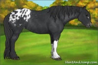 Horse Color:Black Appaloosa Rabicano 