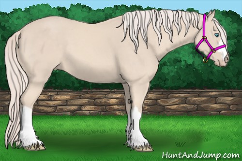 Horse Color:Cremello