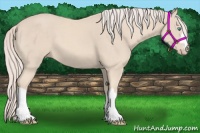 Horse Color:Cremello 