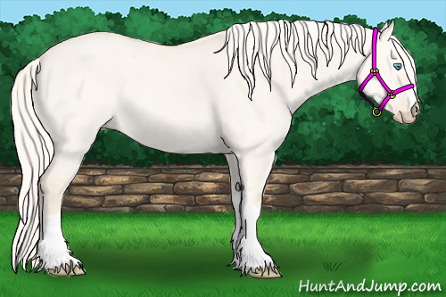 Horse Color:Cremello Dun 