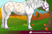 Horse Color:Palomino Dun Appaloosa 