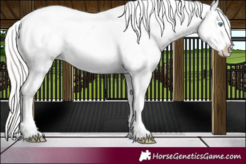 Horse Color:Cremello Appaloosa