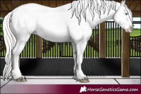 Horse Color:Cremello Varnish 