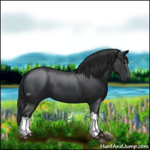 Horse Color:Black 